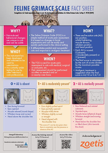 Pain Assessment In Cats Feline Grimace Scale pain-assessment-in-cats-feline-grimace-scale